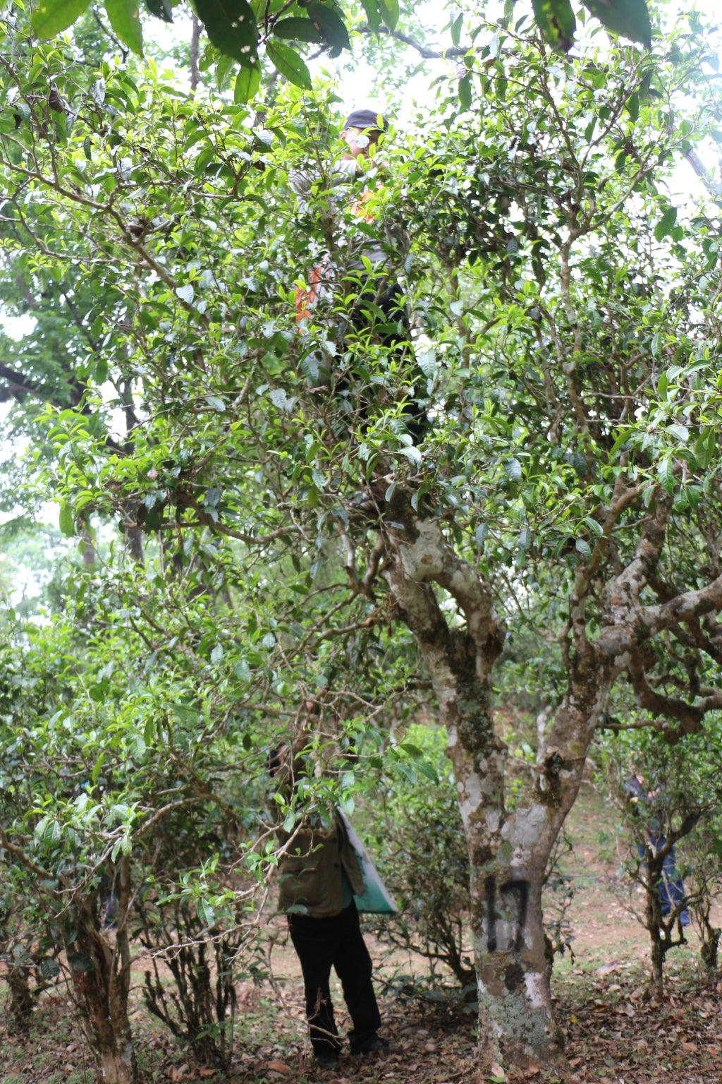 Spring 2017 Jingmai Single Trees