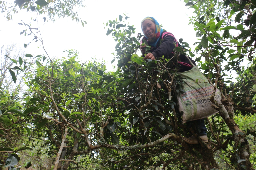 Spring 2017 Jingmai Single Trees