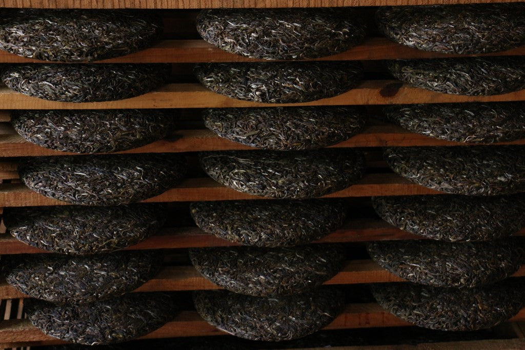 pu-erh tea cakes drying after pressing