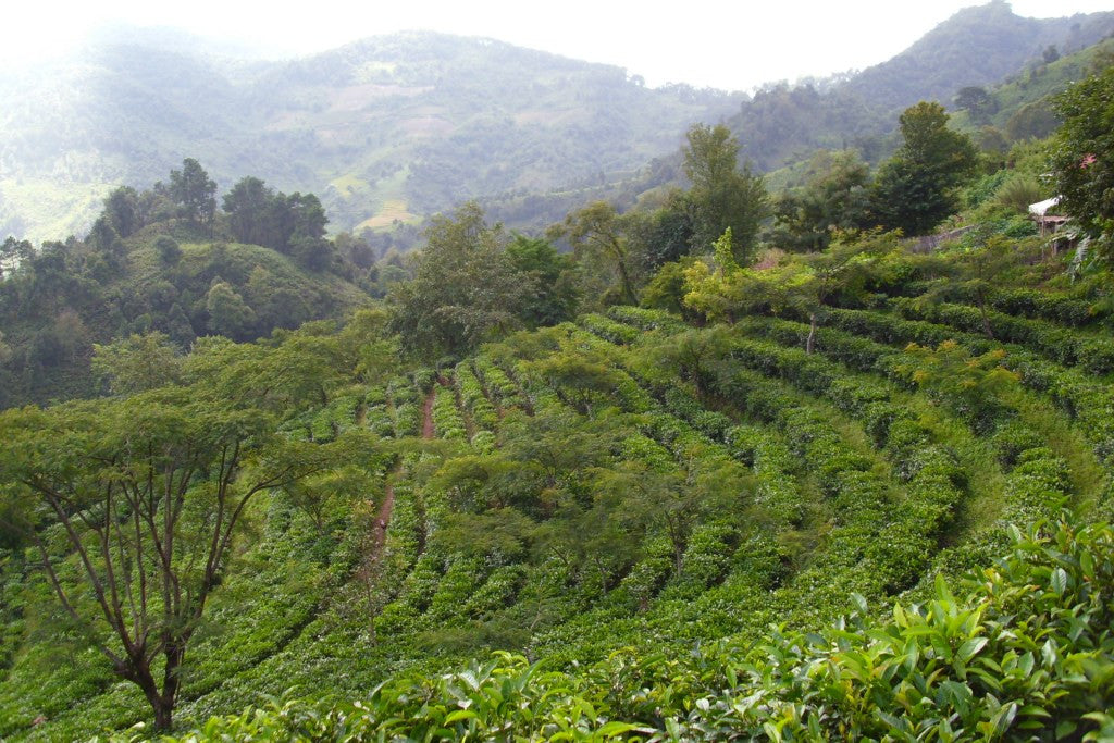 tea plantation in yunnan mountains