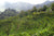 tea plantation in yunnan mountains