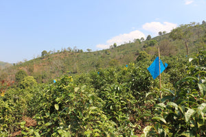 Spring 2019 Bulang Shan