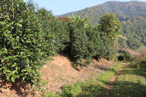 Spring 2019 Bulang Shan