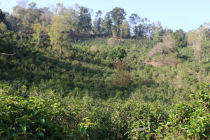 Spring 2019 Bulang Shan