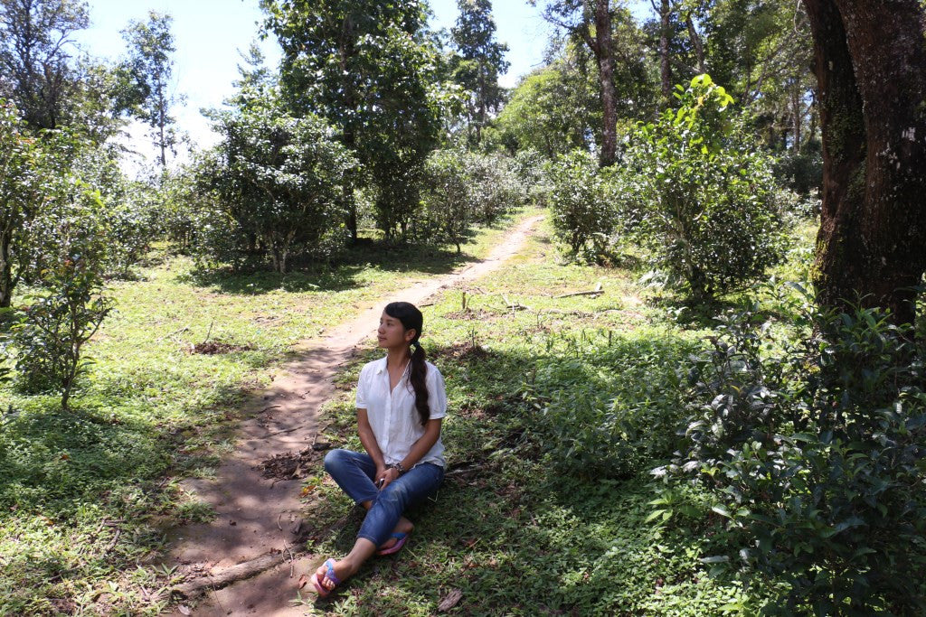 yubai resting in the ancient tea gardens of jingmai