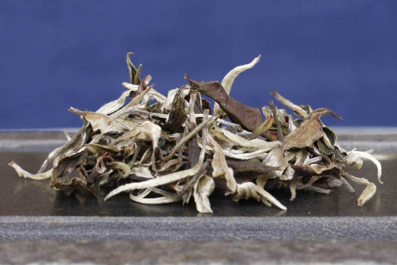 Moonlight White dry leaves Yue Guang Bai